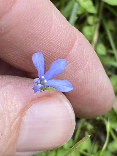 Lobelia quadrangularis, photographed by Greg Tasney