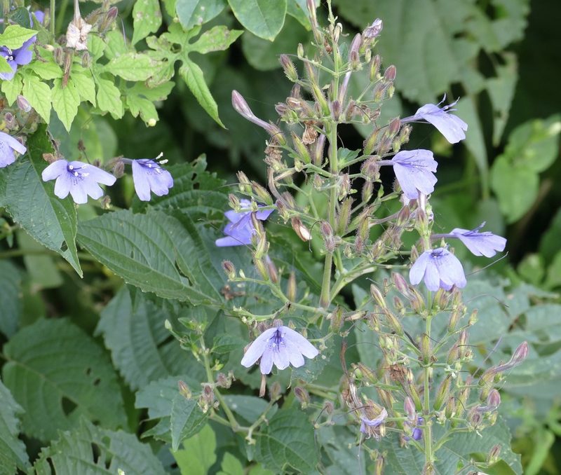 Eremomastax speciosa, photographed by Jean-Paul Boerekamps