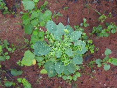 Acalypha indica, photographed by Hopeland