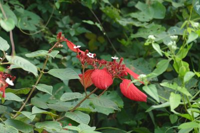 Mussaenda erythrophylla, photographed by Jean-Paul Boerekamps