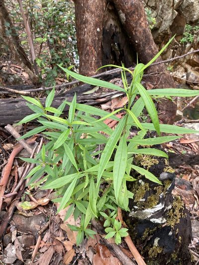 Logania albiflora, photographed by Thomas Mesaglio