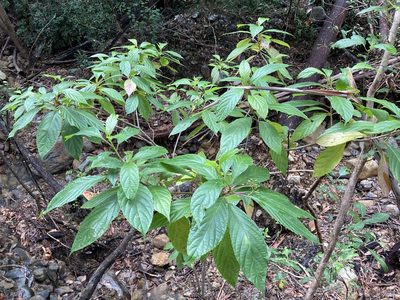 Abrophyllum ornans, photographed by Thomas Mesaglio