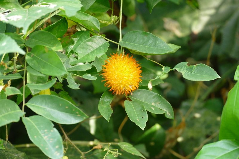 Momordica foetida, photographed by Jean-Paul Boerekamps