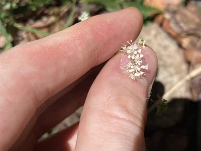 Hydrocotyle geraniifolia, photographed by Thomas Mesaglio