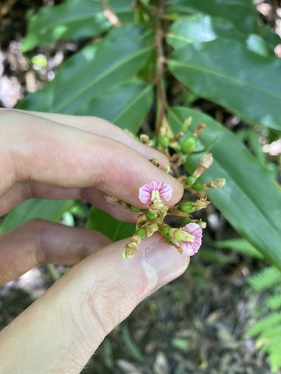 Alpinia arundelliana, photographed by Thomas Mesaglio