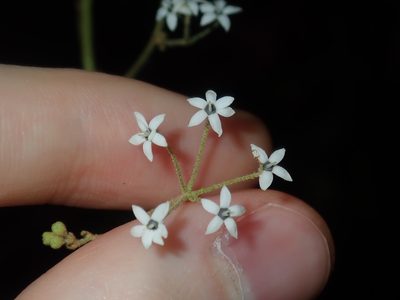 Astrotricha longifolia, photographed by Thomas Mesaglio
