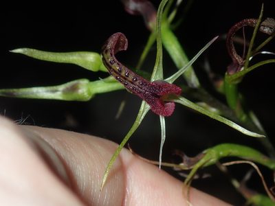 Cryptostylis leptochila, photographed by Thomas Mesaglio