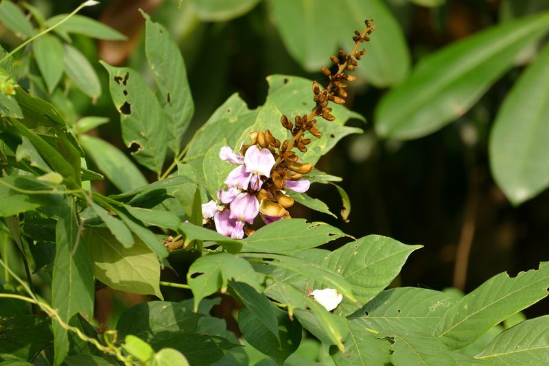 Millettia zechiana, photographed by Jean-Paul Boerekamps