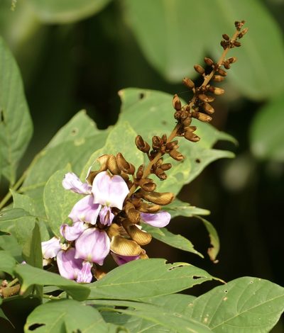 Millettia zechiana, photographed by Jean-Paul Boerekamps