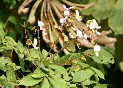 Millettia zechiana, photographed by Jean-Paul Boerekamps