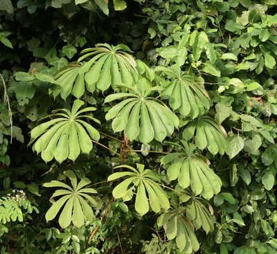 Musanga cecropioides, photographed by Jean-Paul Boerekamps