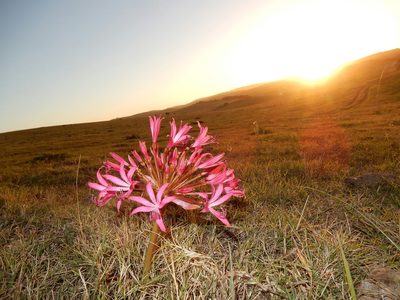 Brunsvigia gregaria, photographed by Henry de Lange