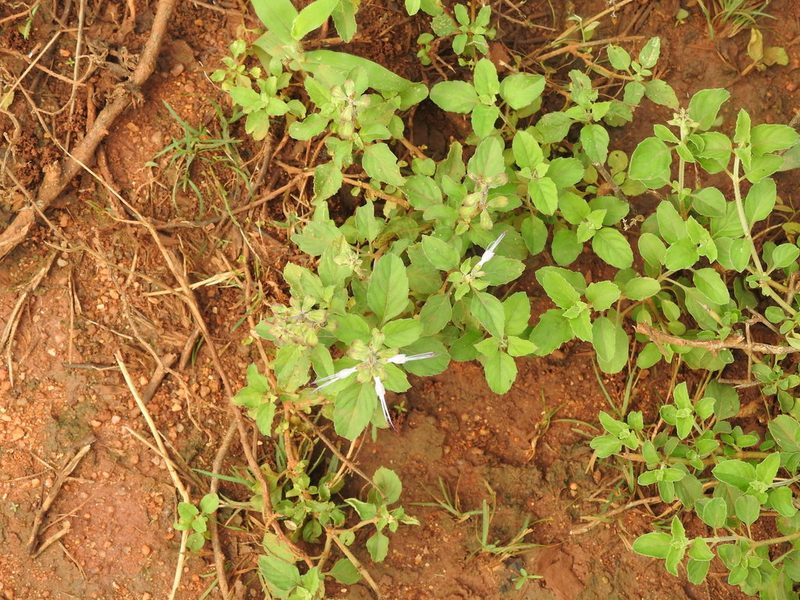 Orthosiphon aristatus, photographed by Hopeland
