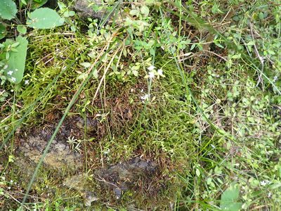 Galium propinquum, photographed by Paul Bell-Butler