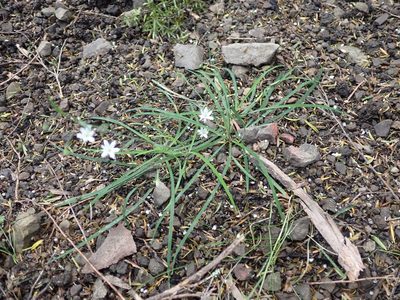 Arthropodium candidum, photographed by Paul Bell-Butler