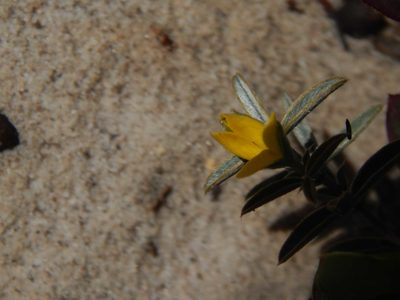 Argyrolobium velutinum, photographed by melda