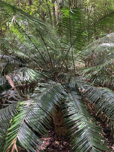 Lepidozamia peroffskyana, photographed by Thomas Mesaglio