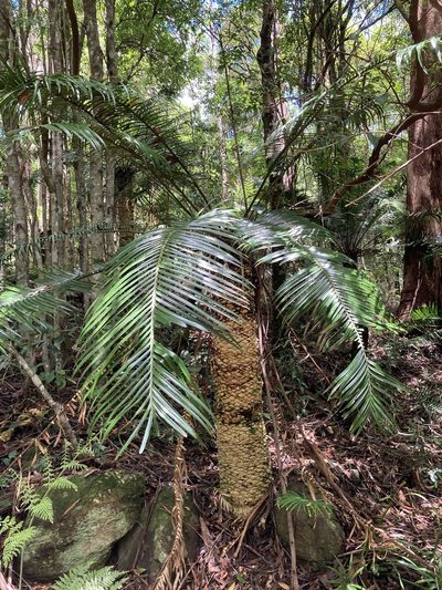 Lepidozamia peroffskyana, photographed by Thomas Mesaglio