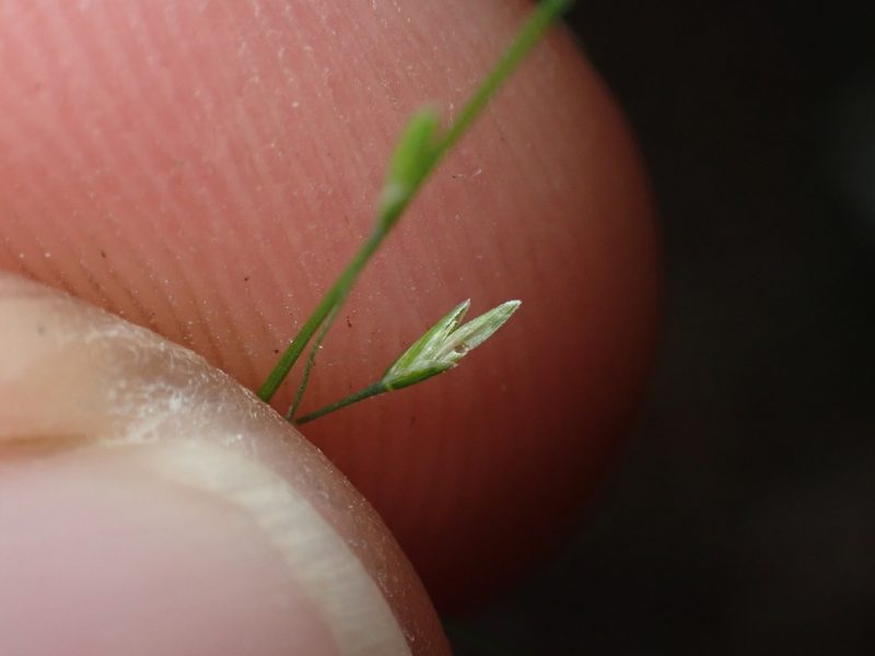 Poa imbecilla, photographed by Paul Bell-Butler