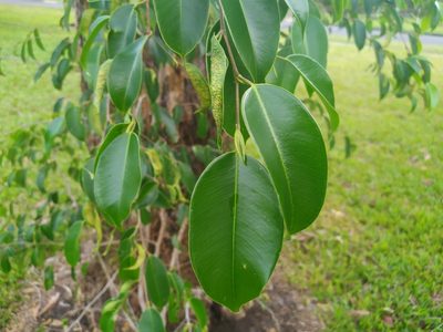Ficus benjamina, photographed by Steve Fitzgerald