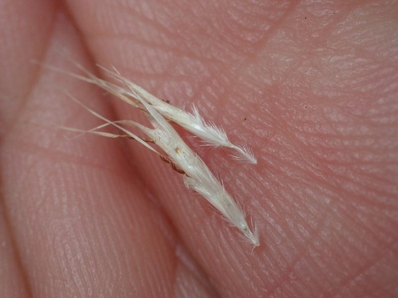 Rytidosperma racemosum, photographed by Paul Bell-Butler