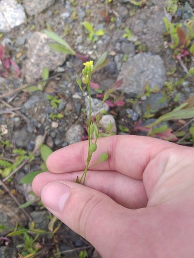 Camelina sativa, photographed by Dmitriy Bochkov