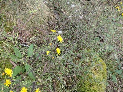 Senecio dunedinensis, photographed by Paul Bell-Butler