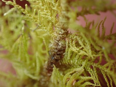Thuidiopsis furfurosa, photographed by Paul Bell-Butler