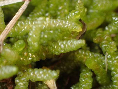Acrocladium chlamydophyllum, photographed by Paul Bell-Butler