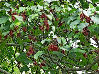 Idesia polycarpa, photographed by Jacy Chen