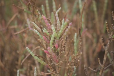 Salicornia pacifica, photographed by Diego Blanco