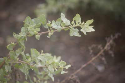 Atriplex lentiformis, photographed by Diego Blanco