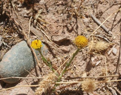 Anacyclus homogamos, photographed by Oleg Kosterin