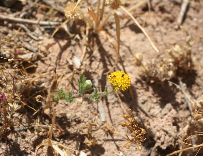 Anacyclus homogamos, photographed by Oleg Kosterin