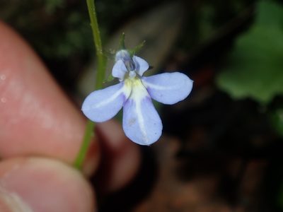 Lobelia trigonocaulis, photographed by Thomas Mesaglio