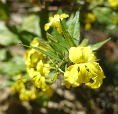 Goodenia ovata, photographed by yatesy