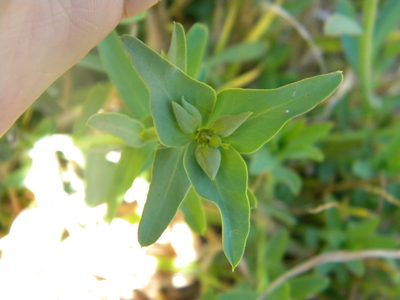 Euphorbia terracina, photographed by Tim Kirsten