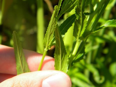Epilobium tetragonum, photographed by Tim Kirsten