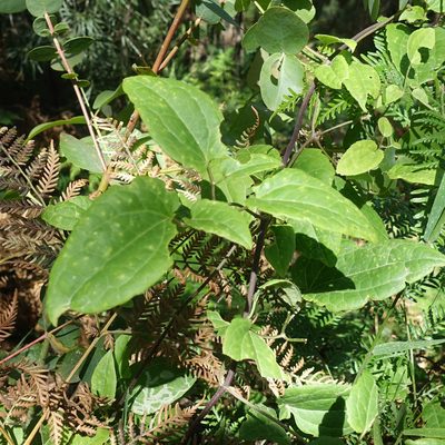 Clematis aristata, photographed by yatesy