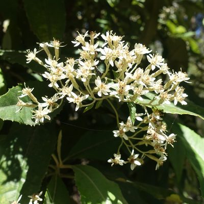 Olearia argophylla, photographed by yatesy