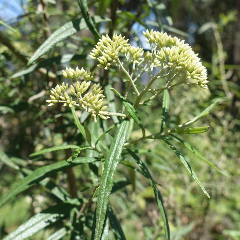 Ozothamnus ferrugineus, photographed by yatesy