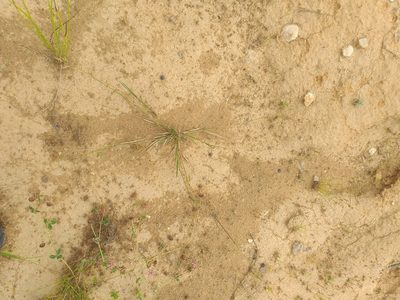 Agrostis gigantea