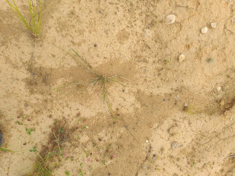 Agrostis gigantea, photographed by Dmitriy Bochkov