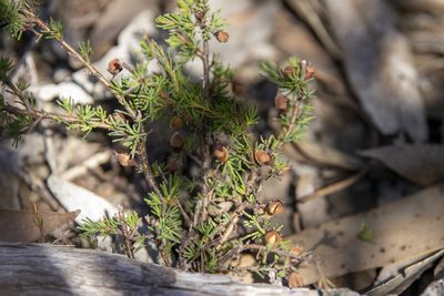 Dillwynia ramosissima, photographed by Dylan Wishart