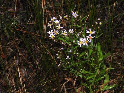 Tripolium pannonicum, photographed by Duarte Frade
