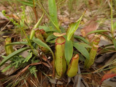 Nepenthes gracilis, photographed by Samuel Lee