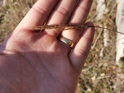 Bothriochloa ischaemum, photographed by Ljaž