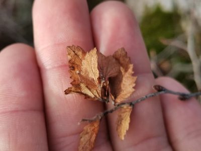 Carpinus orientalis, photographed by Ljaž