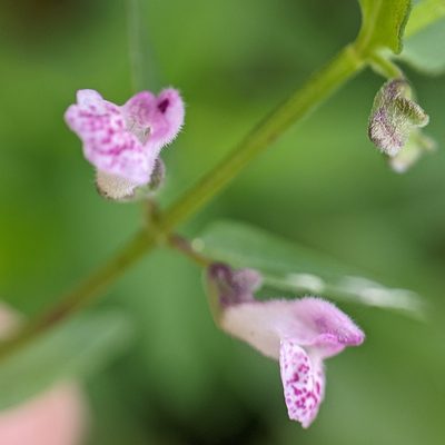 Scutellaria racemosa, photographed by cgmayers