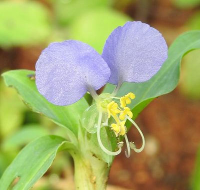 Commelina undulata, photographed by Hopeland